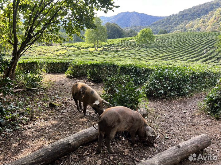 Экстрим тур на внедорожнике. 3 маршрута на выбор