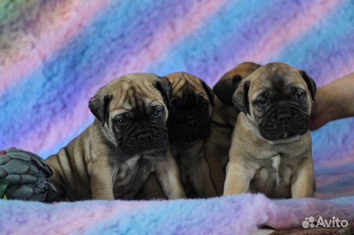 Бульмастиф