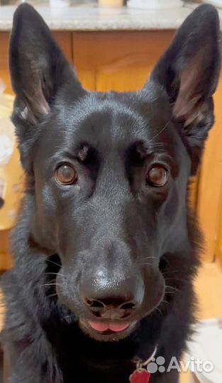 Немецкая овчарка вязка