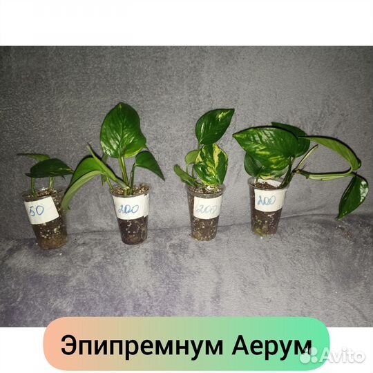 Эпипремнум ауреум, Марбл Квин