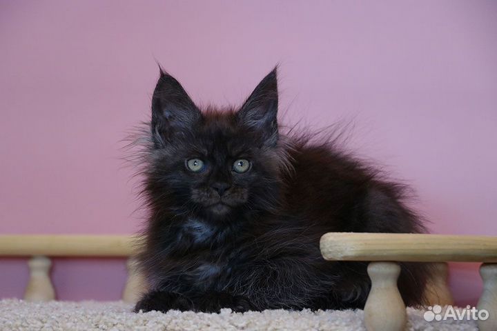 Черный дым мейн кун кошечка