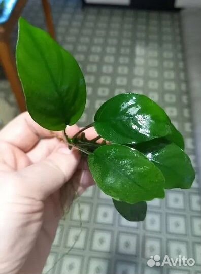 Растения аквариумные