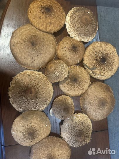 Грибы Зонтики 10л