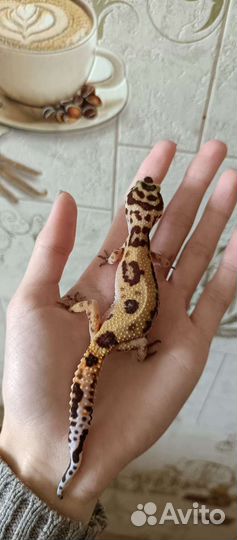 Эублефар малыши