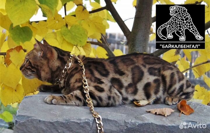 Бенгальские котята