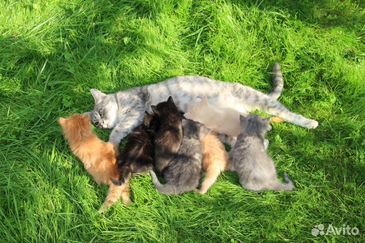 Котята в добрые руки