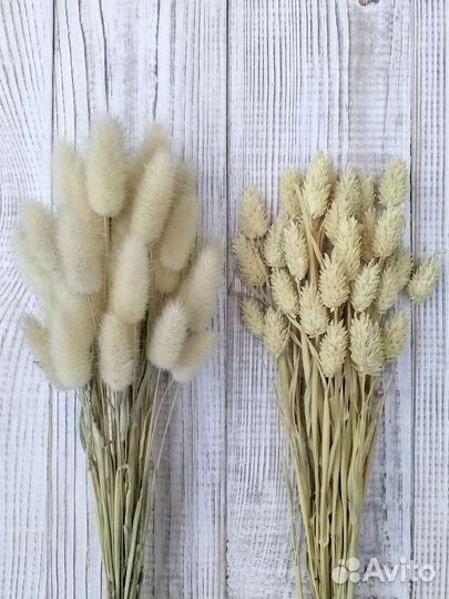 Лаванда, лагурус и другие сухоцветы более 20 видов