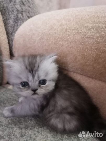 Персидская