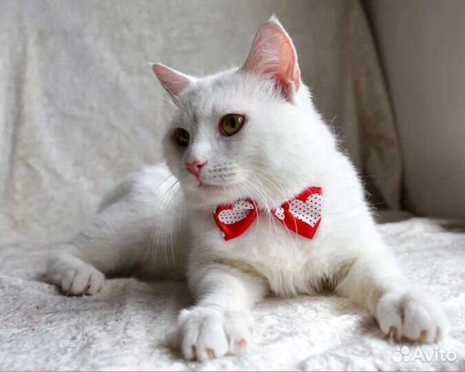 Кот Добрыня в добрый дом