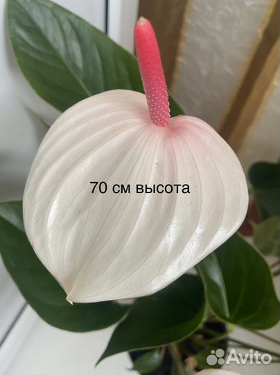 Антуриум фреш лав