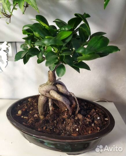 Сортовые фикусы