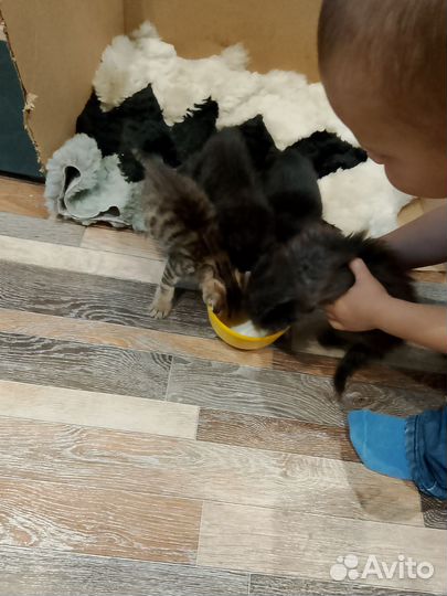 Котята ищут дом