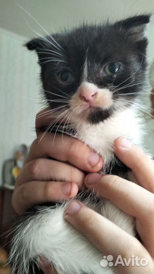 Кошки в добрые руки породистые