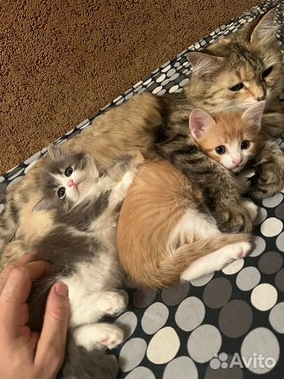 Котята отдам в добрые руки бесплатно