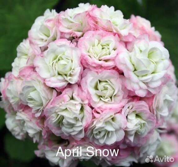 Герань пеларгония