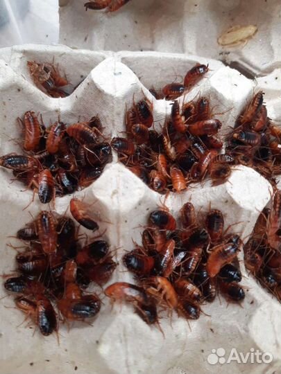 Кормовые насекомые