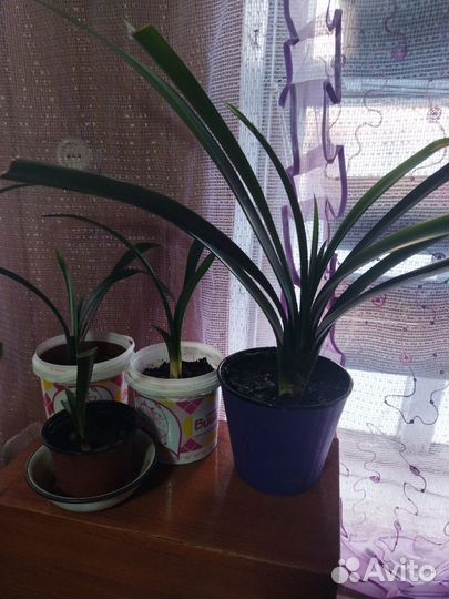 Спатифиллум