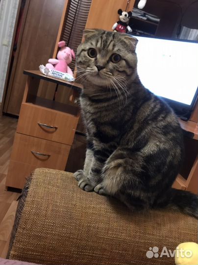 Котята Шотланцы