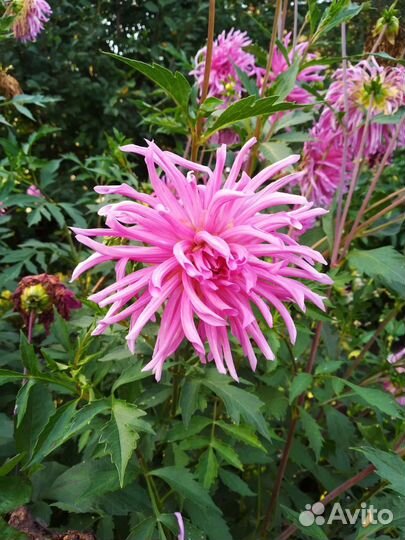 Георгины клубни