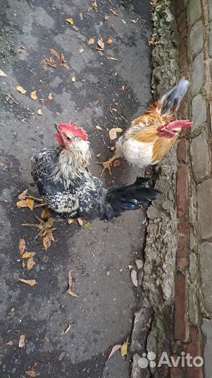 Петушки