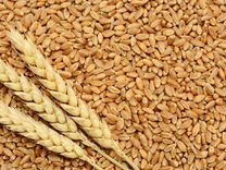 Продается пшеница 3 класса Порецкое