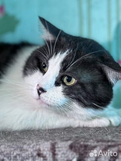 Кот в добрые руки