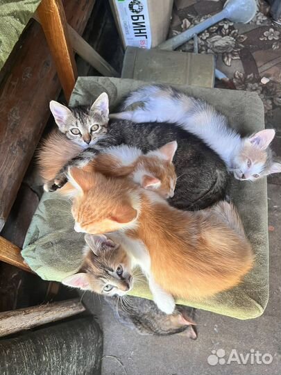 Котята в добрые руки бесплатно