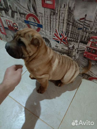 Собаки щенки шарпей