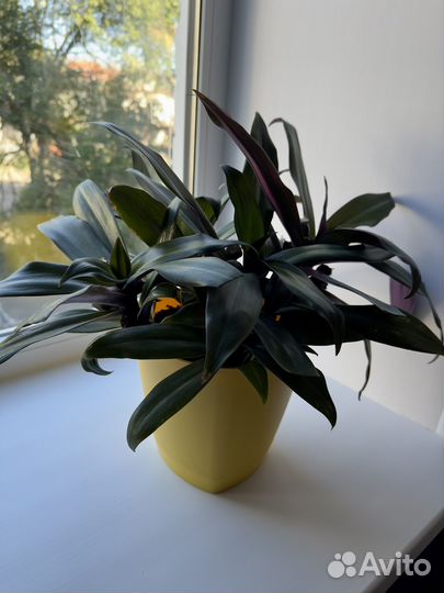 Традесканция рео