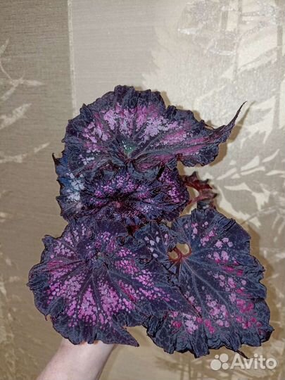 Бегонии декоративно-лиственные LeRex