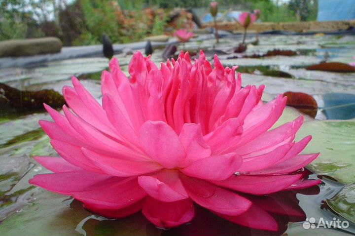 Сортовые зимующие нифеи для пруда