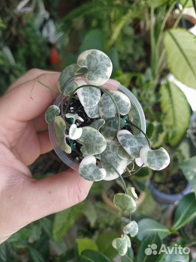 Дисхидии, церопегия вуди