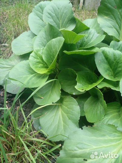 Цветы бадан