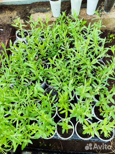 Лаванда узколистная