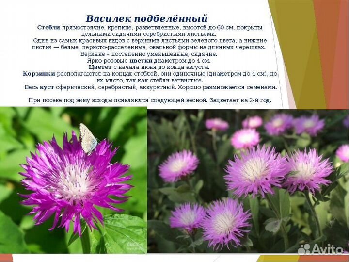 Спирея, Хоста, Василек подбеленный