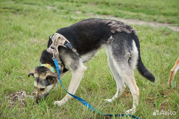 Чудо-щенок мечтает о хозяине