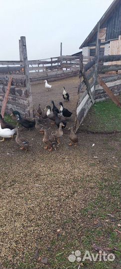 Утки дикие для охоты