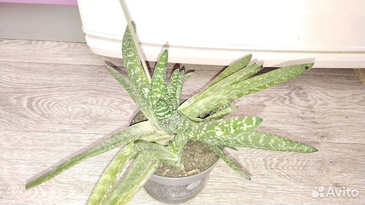 Кампанулы, укорененные черенки