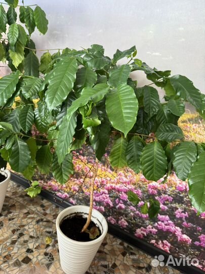 Комнатные растение - кофе