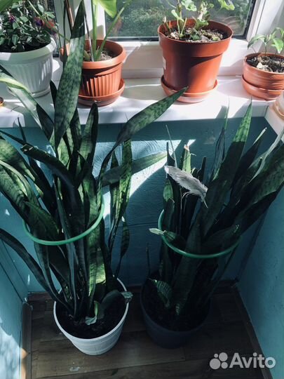 Сансевиерия