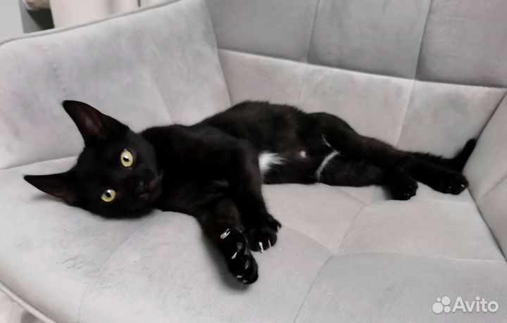 Котёнок чёрный мальчик