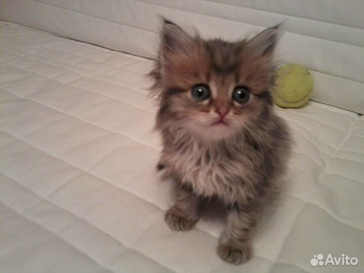 Передержка животных, выкармливание стрижей