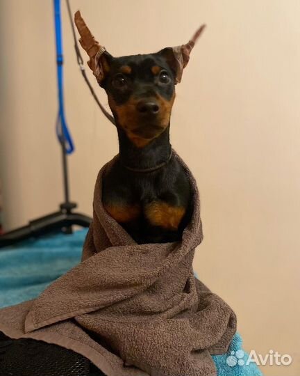 Стрижка животных