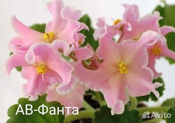 Детки фиалок