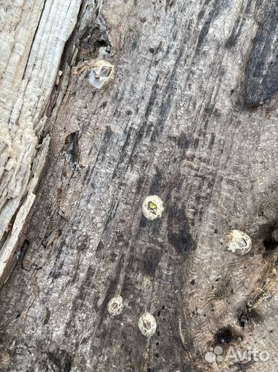 Дрифтвуд Рептилия коряга топляк морская