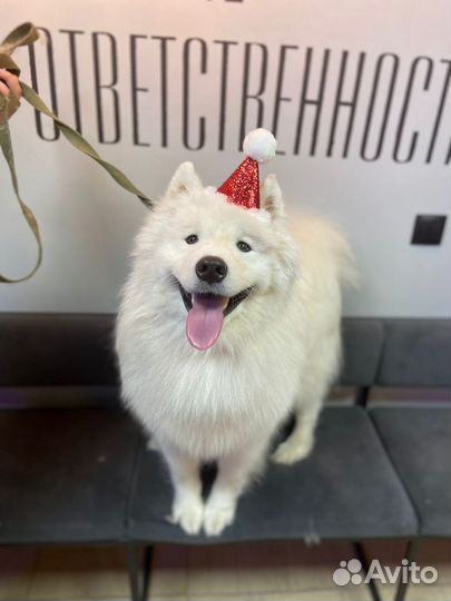 Вязка самоеда