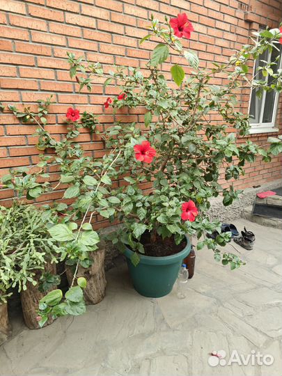 Гибискус древовидный