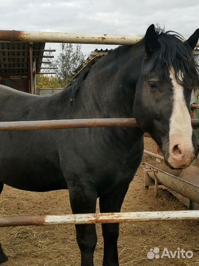 Лошадь жеребец