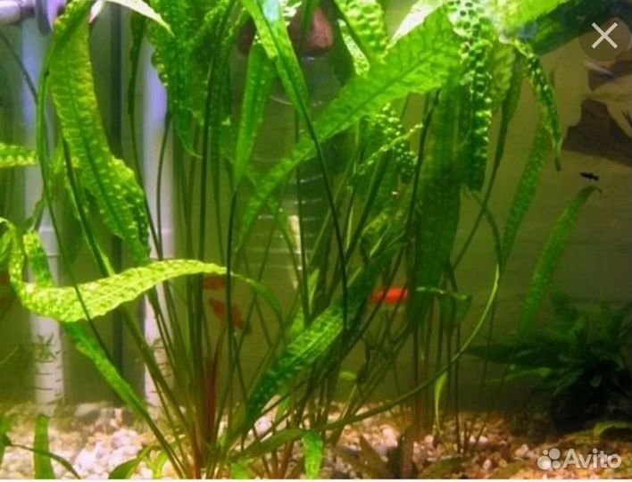 Аквариумное растение