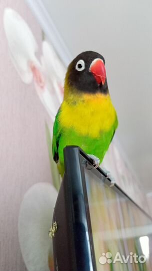 Попугай неразлучник с клеткой